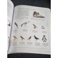 Birds for Beginners in Southern Africa by Philip Coetzee