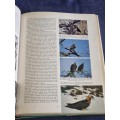 Birdlife in Southern Africa by Kenneth Newman