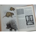 The Rodents of Southern Africa -  G de Graaff