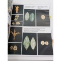 SA Combretum & Terminalia Identification Guide | Identifikasie Gids