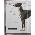 Italian Greyhound | A Complete and Reliable Handbook