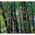 Giant Bamboo Black Asper plants for sale