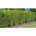 Hedge Bamboo Plants For Sale