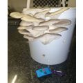 Home Growing Grey Oyster Mushroom Kit - 10L (4-8 kg Mushrooms)