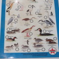 Caltex Rondevlei Nature Reserve Bird identification Guide
