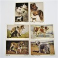 Set of 6 dog postcards from Vernon Stokes - Unused celesque series