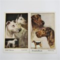 Set of 6 dog postcards from Vernon Stokes - Unused celesque series