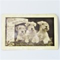 British Real photograph dogs postcard used but not posted