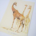 Angolan giraffe postcard signed by Dieter Aschenborn - unused