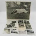 Lot of 10 vintage photos of animals and other items