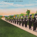 A row of palms - Funny and racist postcard