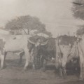 Beautiful set of 5 photos of a car and oxen in old South West Africa near Windhoek