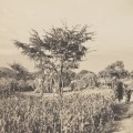 Erich Staebe Omaruru photo of a Veldboesman pair - South West Africa early 1900`s