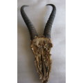 Springbok horns and skull plate : 26cm - outer curve from skull to tip