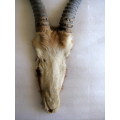 Springbok horns and skull plate : 26cm - outer curve from skull to tip