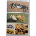 TWO OCEANS A GUIDE TO THE MARINE LIFE OF SOUTHERN AFRICA  paperback 1994