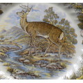 Churchill - Myott Factory archive illustrations - Wildlife - Cervus Elaphus - Plate