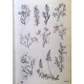 Eastern Cape Veld Flowers - Eily Gledhill - Paperback