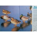 British Wild Birds - Brian Grimes - Hardcover 1982