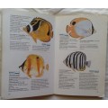 Popular Marine Fish for your Aquarium - Martyn Haywood - Paperback