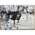 Post Card - Okapi (Belgian Congo) - Posted from Elizabethville to South Africa - 1959
