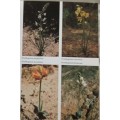 Namaqualand and Clanwilliam (South African Wild Flower Guide 1) - A le Roux, E Schelpe - P/back