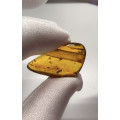 Authentic Insect Amber No.20215