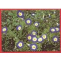 Postcard- Post Card- Unused- Thematic- Flora- Flowers