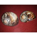 Sea Shells Grouping-Collecting