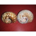 Sea Shells Grouping-Collecting