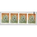 RSA-1977 SACC435a -Coil-1c-Protea-Strip of 4-MNH-Thematic-Flora-Protea-Variety-Smudge