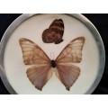 Small Butterfly dish. Butterfly behind glass with a metal rim