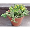 Live Plant Large Euphorbia woodii -Succulents-Gardening-20cm pot