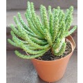 Live Plant Large Euphorbia flanaganii -Succulents-Gardening-20cm pot