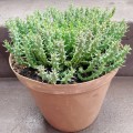 Live Plant Large Euphorbia woodii -Succulents-Gardening-20cm pot