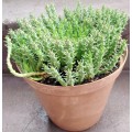 Live Plant Large Euphorbia woodii -Succulents-Gardening-20cm pot