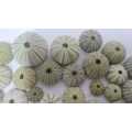 Urchins sea shells
