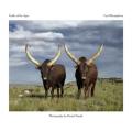 Cattle Of The Ages - Stories And Portraits Of The Ankole Cattle Of Southern Africa Ramaphosa D Naude
