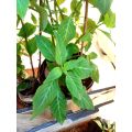 Salvia Divinorum plants and cuttings available.