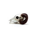 Alchemy Gothic VM1 Rams Skull: Miniature resin ornament