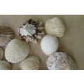 A SELECTION OF SMALL SEA SHELLS - AS PER SCAN