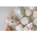 A SELECTION OF SMALL SEA SHELLS - AS PER SCAN