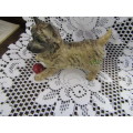 Fine Beswick  Cain terrier Dog with Ball