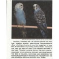 TAMING AND TRAINING YOUR FIRST BUDGERIGAR - RISA TEITLER (1988)