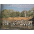 AFRICAN WILDLIFE, A PHOTOGRAPHIC SAFARI - NIGEL& WENDY DENNIS (1 ST PUBL 1999)