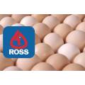 Ross 308 broiler fertile eggs