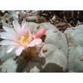 Peyote Cactus Lophophora williamsii (4 Seeds)