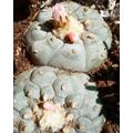 Peyote Cactus Lophophora williamsii (4 Seeds)