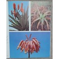 Aloes  Author: Barbara Jeppe