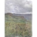 Wild Flowers of the Natal Drakensberg - W R Trauseld